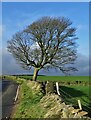 Tree by Fulwood Lane