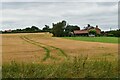 Ripening barley near Dallinghoo