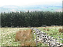 NS9623 : Wall towards plantation on Tewsgill Hill by Chris Wimbush