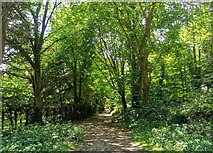 TQ5500 : Path in Friston Forest, Near Jevington by PAUL FARMER