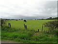 NZ1149 : Grazing cattle beside Knitsley Lane by Robert Graham