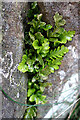 NJ1269 : Sea Spleenwort (Asplenium marinum) by Anne Burgess