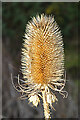 Teasel (Dipsacus fullonum)