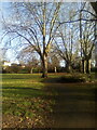 Winter Trees In Grays Park