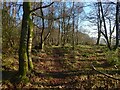 Path through Broomhill Wood