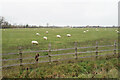 Sheep on Mead Furlong