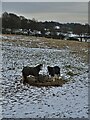 Two horses in a wintry landscape