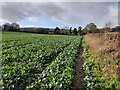 Farmland near Areley Kings