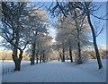 Tree-lined avenue on the Dalzell Estate