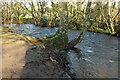 River Bovey, Mill Marsh Park