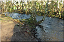 SX8178 : River Bovey, Mill Marsh Park by Derek Harper