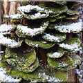 NJ3557 : Green Fungi by Anne Burgess