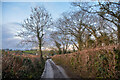 Membury : Country Lane