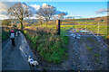 Axminster : Country Lane