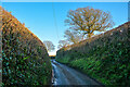 Axminster : Country Lane