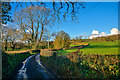 Axminster : Country Lane