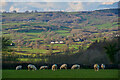 Membury : Grassy Field & Sheep