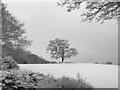 SK3582 : Winter scene in Graves Park by James Hogg