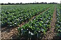 Cabbage crop, Nacton Home Farm