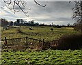 Horse paddocks at Nether Hall