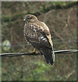 Buzzard, Lustleigh