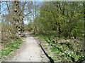 Path in Norsey Wood