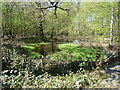 Pond in Norsey Wood