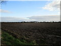 Ploughed field and Larker