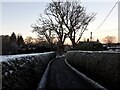 Hedgerow-lined road above Barncluith