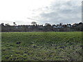 View to the rear of houses on the Mount, Shrewsbury from the riverside footpath