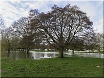 SU4996 : Flooded meadow by the River Thames in Abingdon by Steve Daniels