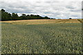 Ripening wheat