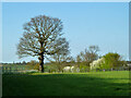 Tree at field corner near Little Blunts