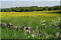 Buttercup-covered field seen from Long Lane, Shipley