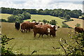 Cattle by The Vanguard Way