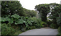 Gunnera on the road to Porth Nanven, Cornwall