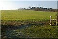 Fields west of the A14, Kettering