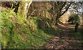 Path near Trenchford Stream