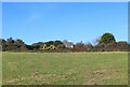 Field near Houndall Farm