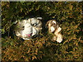 ST6067 : Furry faces in the hedge by Neil Owen