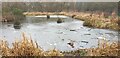 TQ2995 : Frozen Pond, Oakwood Park by Christine Matthews