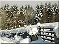 Snow sculptures on fence posts near Parkgates