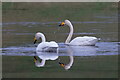 HP5901 : Whooper Swans (Cygnus cygnus), Easter Loch, Uyeasound by Mike Pennington