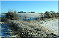 Threave Farm viewed again