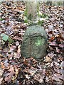 Old Boundary Marker in Reins Wood, Brighouse