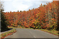 Autumn Colour near the A46