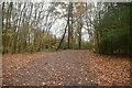 Woodland Footpath