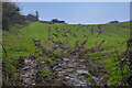SS4538 : Georgeham : Grassy Field by Lewis Clarke