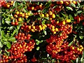 SK6042 : Red and yellow berries by Alan Murray-Rust