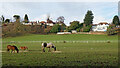 Staffordshire pasture near Spring Hill, Wolverhampton